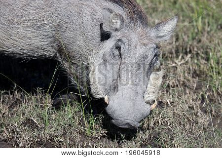 Warthog (Common Warthog) feeding. Delta Okavango Botswana;