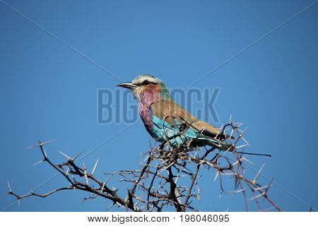 Roller Sabine's (Coracias caudata) Kruger Park South Africa