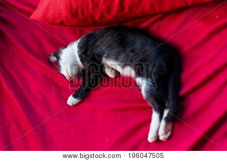 Lazy Cat On Don Det