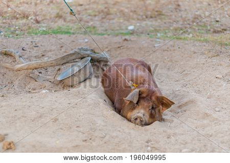 Pig Raising On Don Det