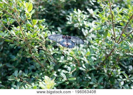 Great Mormon butterfly (Papilio memnon) resting on a tree branch. A butterfly with large wing span,  native to southern Asia that belongs to the swallowtail family of butterflies. 