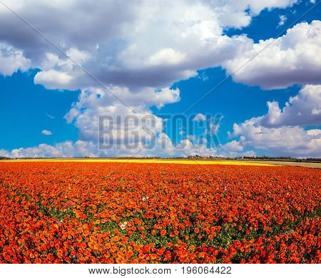 Clouds over field of luxury garden buttercups. The kibbutz in the south of Israel. Concept of agrotourism