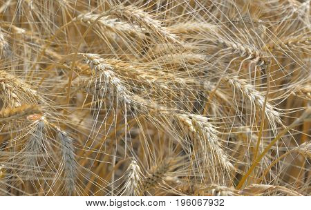 Details of ripe wheat field