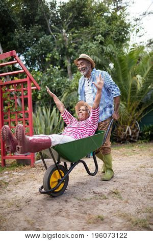 Cheerful senior man carrying woman in wheelbarrow while gardening at yard