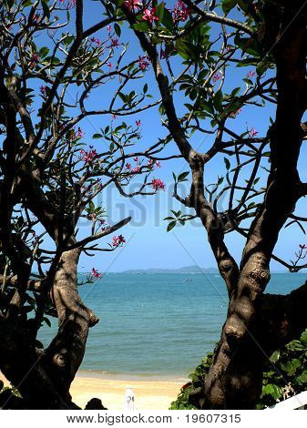 การแพร่กระจายของลำต้นลีลาวดีริมชายหาด