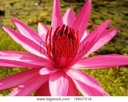 Loto rosa