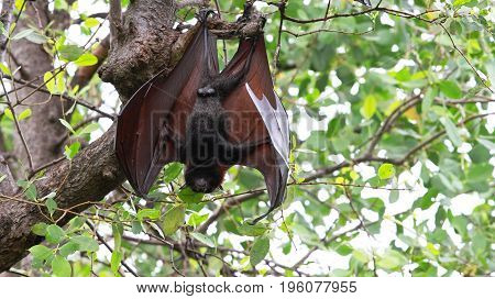 animals kalong vampire national park east java indonesia