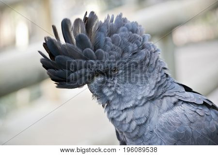 this is a close up of a red tailed black cockatoo