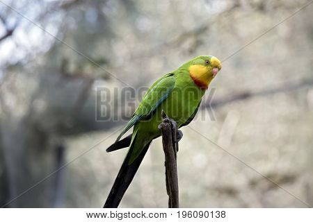 this is a close up of a superb parrot