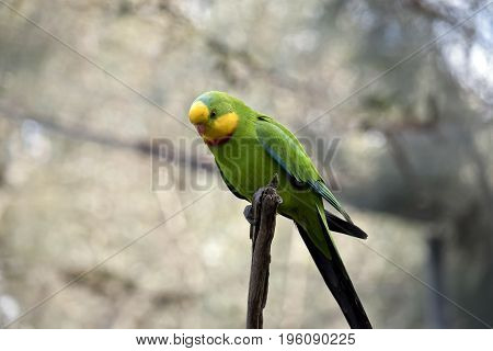this is a close up of a superb parrot