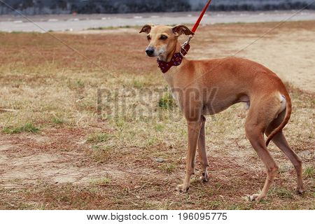 The dog breed Levretka close-up on grass