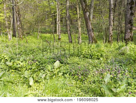 sunny illuminated forest scenery with dense ground cover vegetation at spring time