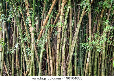 Green thick bamboo forest in the Valley of Temples Kaneohe Oahu Hawaii.
