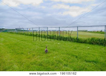 Duck In A Green Grayy With A Fence