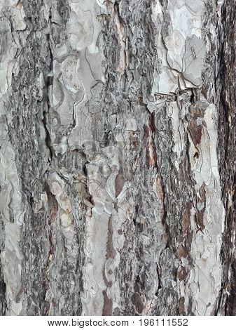 maritime pine bark used as background texture