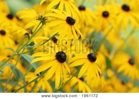 Echinacea Paradoxa, žluté třapatky, květina, pole, mnoho, skupina, slunný, zahradní, žlutá, léto, trvalky,