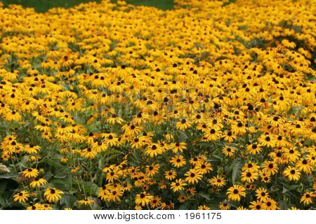 Campo di bella Coneflowers gialla, Echinacea Paradoxa