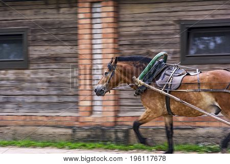 Animals. Red horse in a harness with a yoke a shaft and an arc.