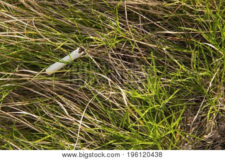 Stub of a cigarette in white on green grass in summer