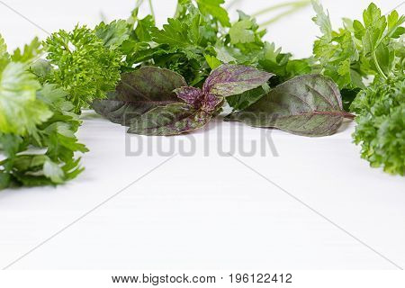Fresh herbs frame : parsley dill celery thyme marjoram lovage tarragon sage place for text