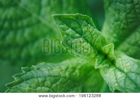 Close-up Of Mint Leaves
