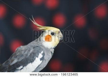 Parrot Corella. Exotic Gray Parrot