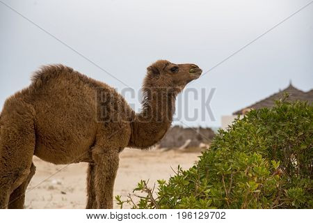 Camel For Tourist Traffic In A Dust In Tunisia