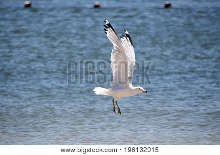 this is an image taken of a seagull that is landing on the water