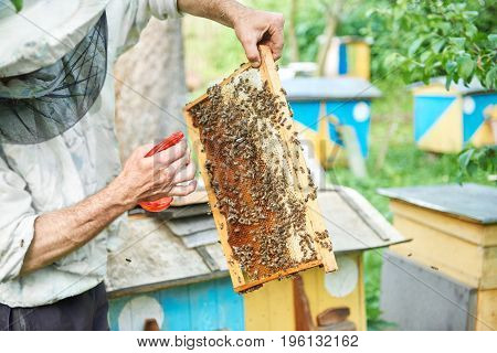 Cropped shot of a professional beekeeper spraying honeycomb with bees while harvesting honey in his apiary.