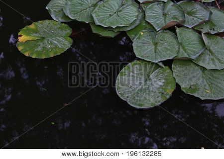 water plant water lilies and lilies in a pond