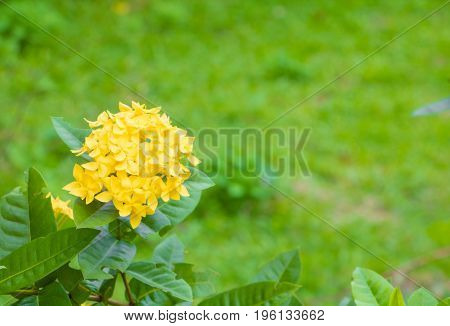 Ixora flower yellow in the garden select focus with shallow depth of field ( Common Name Ixora coccinea Rubiaceae)