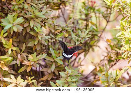 Butterfly On Don Det