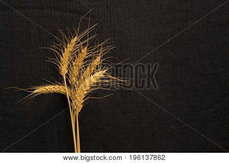 five cirn grain spike on background texture