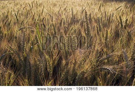 corn field background to be used as texture