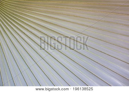 Photograph Of Wild Talipot Palm Leaf Close Up Background.