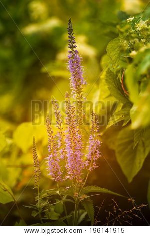 A beautiful longleaf speedwell flowering in a summer meadow. Veronica Longofolia.