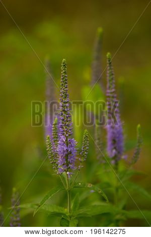A beautiful longleaf speedwell flowering in a summer meadow. Veronica Longofolia.