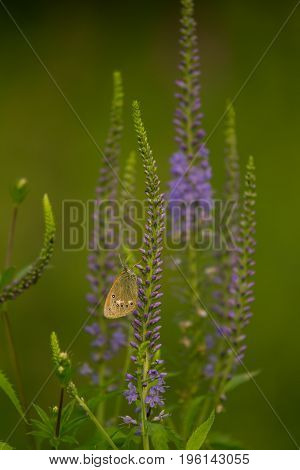 A beautiful longleaf speedwell flowering in a summer meadow. Veronica Longofolia.