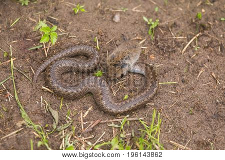 A dramatic closeup of a viper with a cought dead mouse. Circle of life.