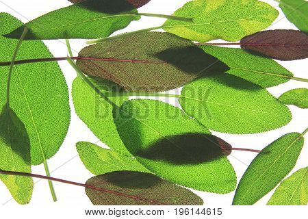 Leaves of various sage (salvia) isolated against white background