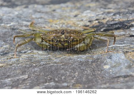 Green colored grey swimming crab posed on a large rock.