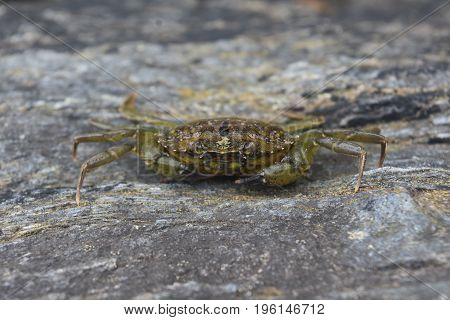 Close-up look at an ocean crab sitting on the shore.