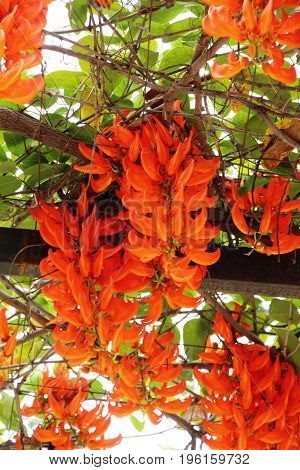 Newguinea creeper or red jade vine in nature