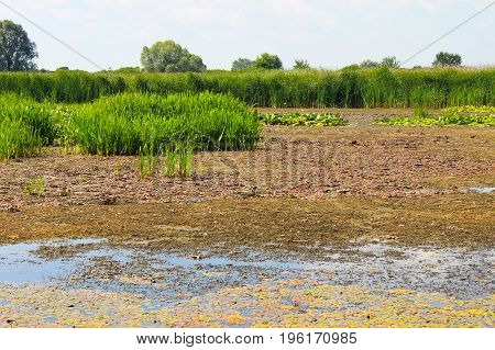 Aquatic plants in a swamp. Summer landscape