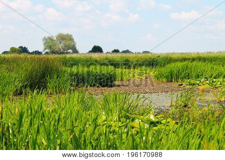 Aquatic plants in a swamp. Summer landscape