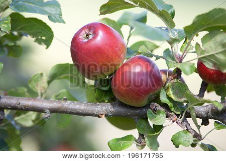 Apple on a tree with ripe fruits