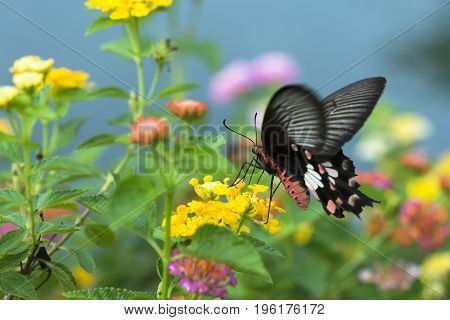 Red butterfly with Hedge flowers. Common Rose Butterfly