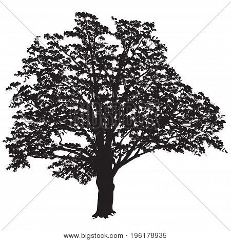 Silhouette of a tree of an oak (Quercus) with leaves the black-and-white vector image