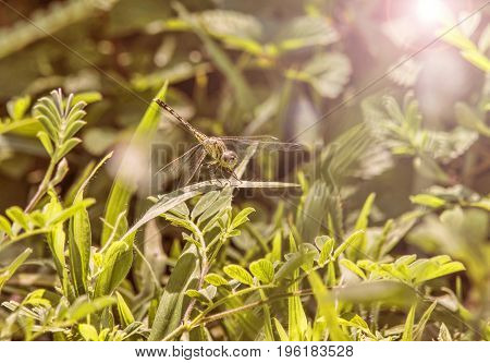Yellow dragonfly closeup resting on heather in sunset light