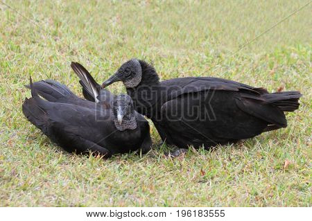 Pair of Black Vultures (Coragyps atratus) grooming on a lawn